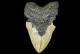 Massive, Fossil Megalodon Tooth - North Carolina #158239-1
